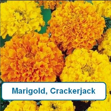 Marigold, Crackerjack