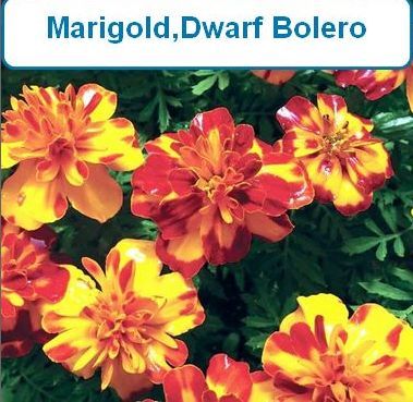 Marigold, Dwarf Bolero