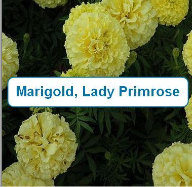 Marigold, Lady Primrose