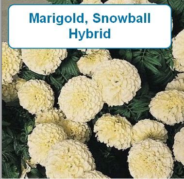 Marigold, Snowball Hybrid