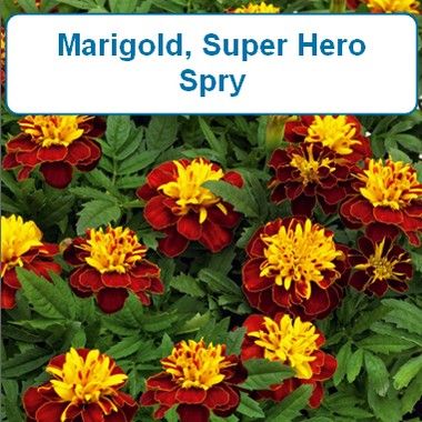 Marigold, Super Hero Spry