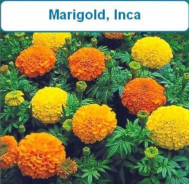 Marigold, Inca