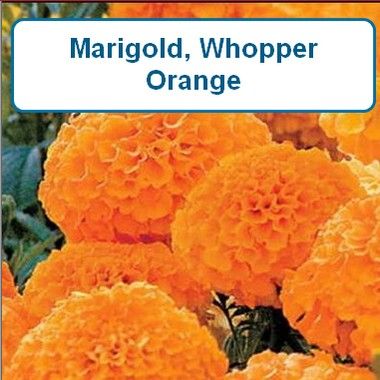 Marigold, Whopper