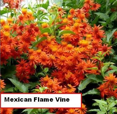 Mexican Flame Vine