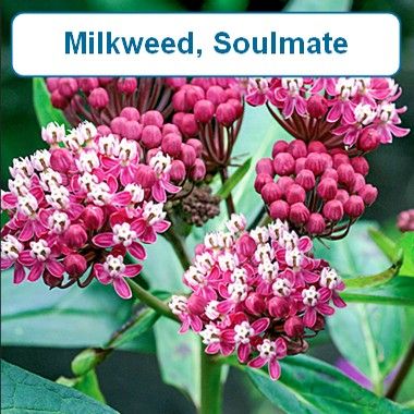 Milkweed, Soulmate
