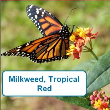 Milkweed, Tropical Red