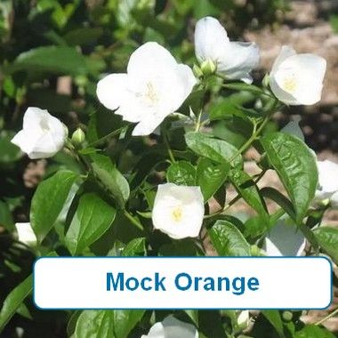 Mock Orange