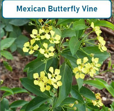 Mexican Butterfly Vine