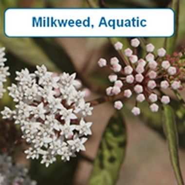 Milkweed, Aquatic