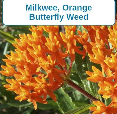 Milkweed, Butterfly Orange