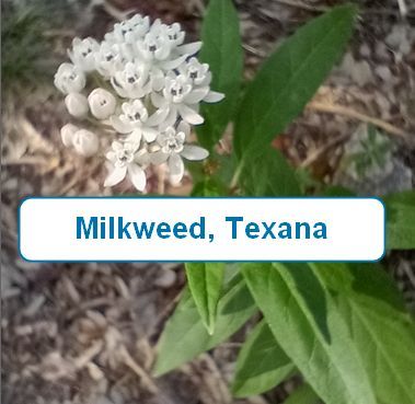 Milkweed, Texana