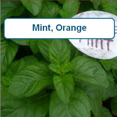 Mint, Orange