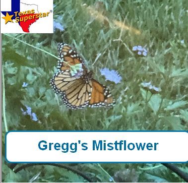 Mistflower Greggs