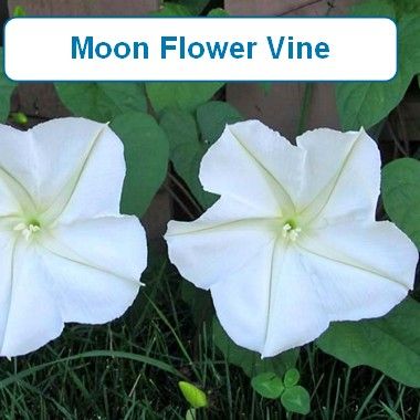 Moon Flower Vine