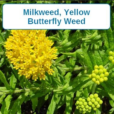 Milkweed, Butterfly Yellow