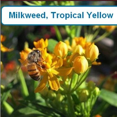 Milkweed, Tropical Yellow