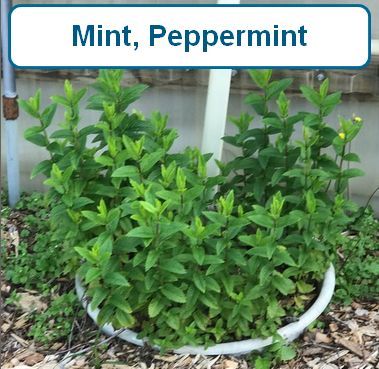 Mint, Peppermint