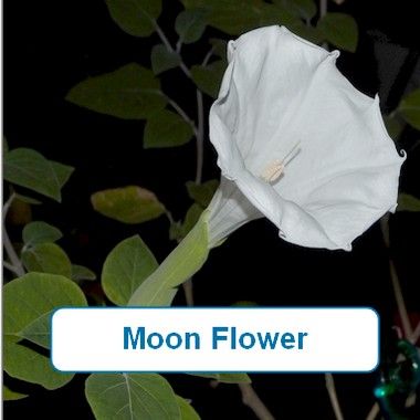 Moon Flower