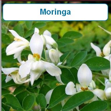 Moringa