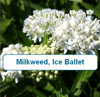 Milkweed, Ice Ballet