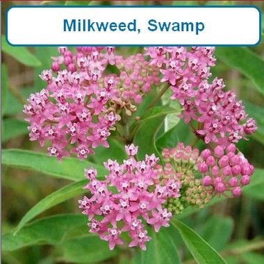 Milkweed, Swamp