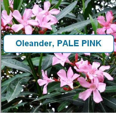Oleander, PALE PINK