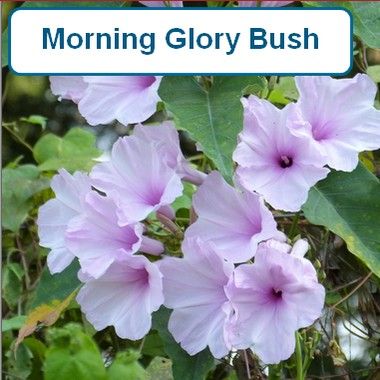 Morning Glory Bush