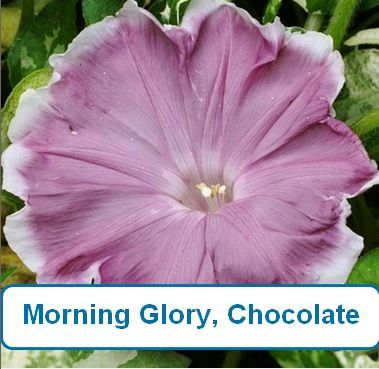 Morning Glory, Chocolate