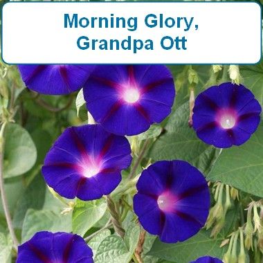 Morning Glory, Grandpa Ott