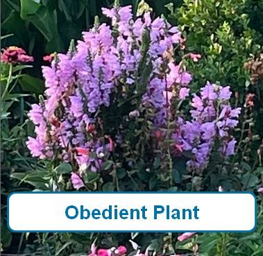 Obedient Plant