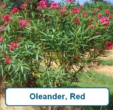 Oleander, RED