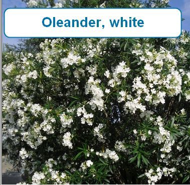 Oleander, white