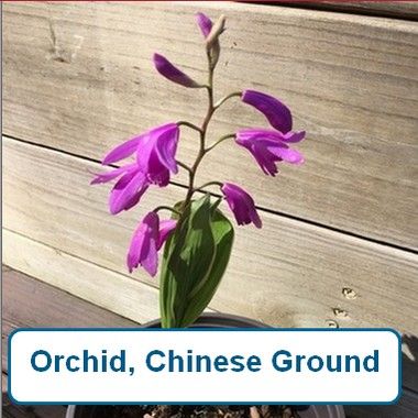 Orchid, Chinese Ground