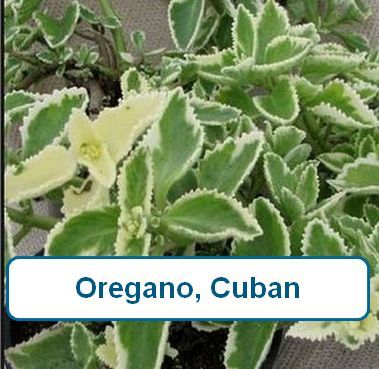 Oregano, Cuban