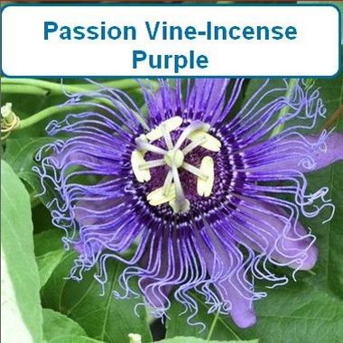 Passion Vine, Purple