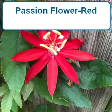 Passion Vine-Red