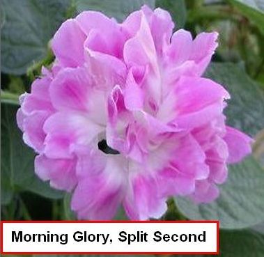Morning glory, Split Second