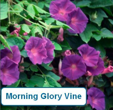 Morning Glory Vine