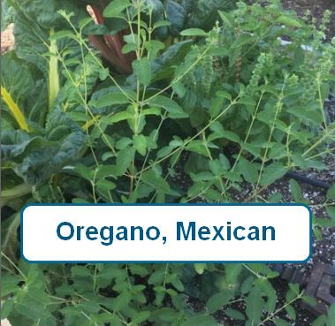 Oregano,Mexican