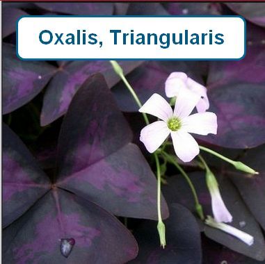 Oxalis, Triangularis