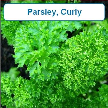 Parsley, Curly