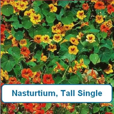Nasturtium, Tall Single mix