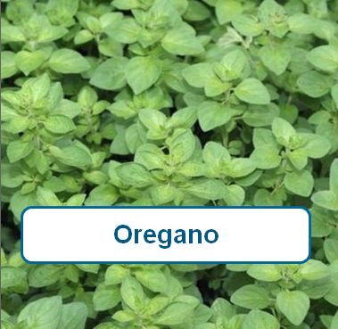 Oregano