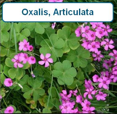 Oxalis, articulata