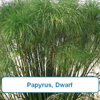 Papyrus, Dwarf