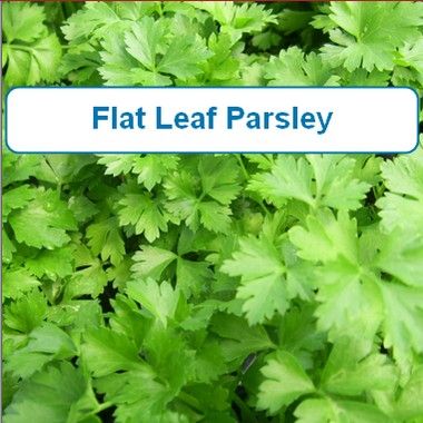 Parsley, Flat Leaf