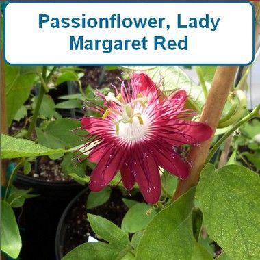 Passion Vine, Lady Margaret Red