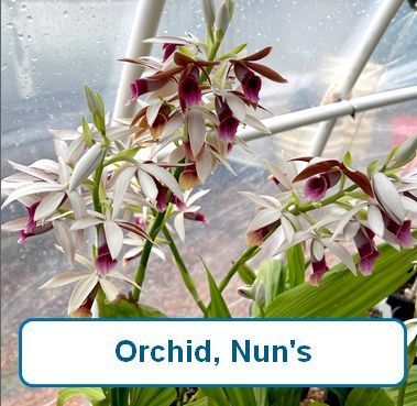 Orchid, Nuns