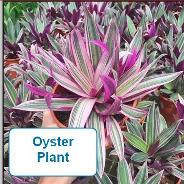 Oyster Plant