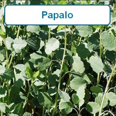 Papalo